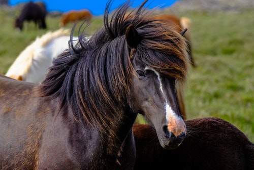 Best Horse Clippers