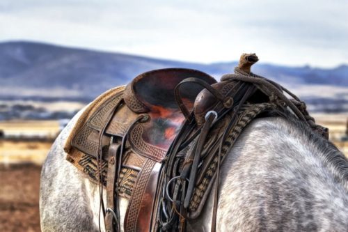 Best-Horse-Saddle-Pads.jpeg