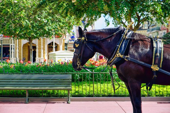 how to tack a horse