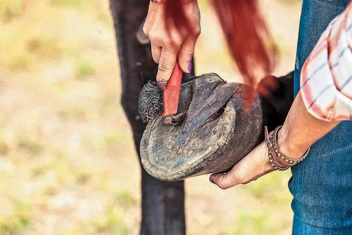 what part of the hoof is affected by a subsolar abscess?