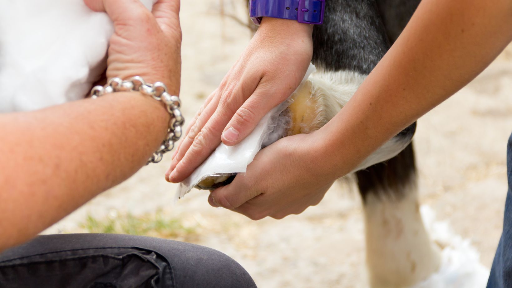 how to make a poultice for a horse hoof abscess