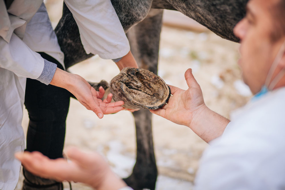 what to do after a hoof abscess bursts