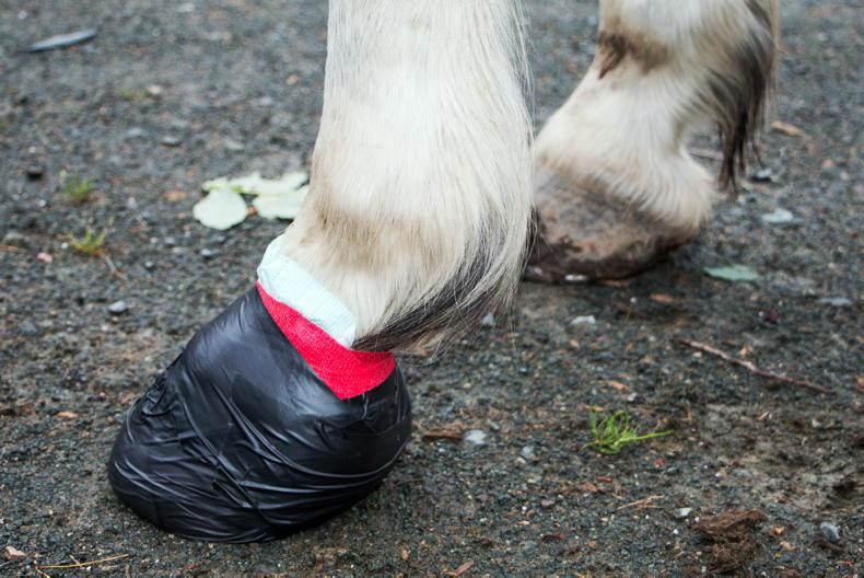 how to get a hoof abscess to burst