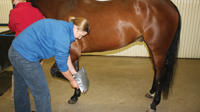 what is a hoof abscess