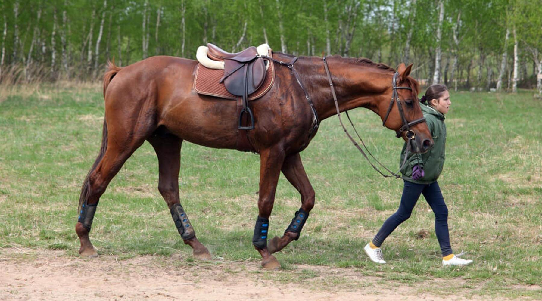 how to make a horse blanket