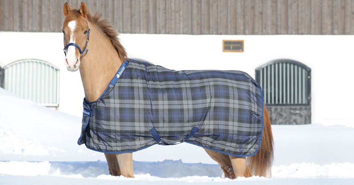 when to blanket an unclipped horse