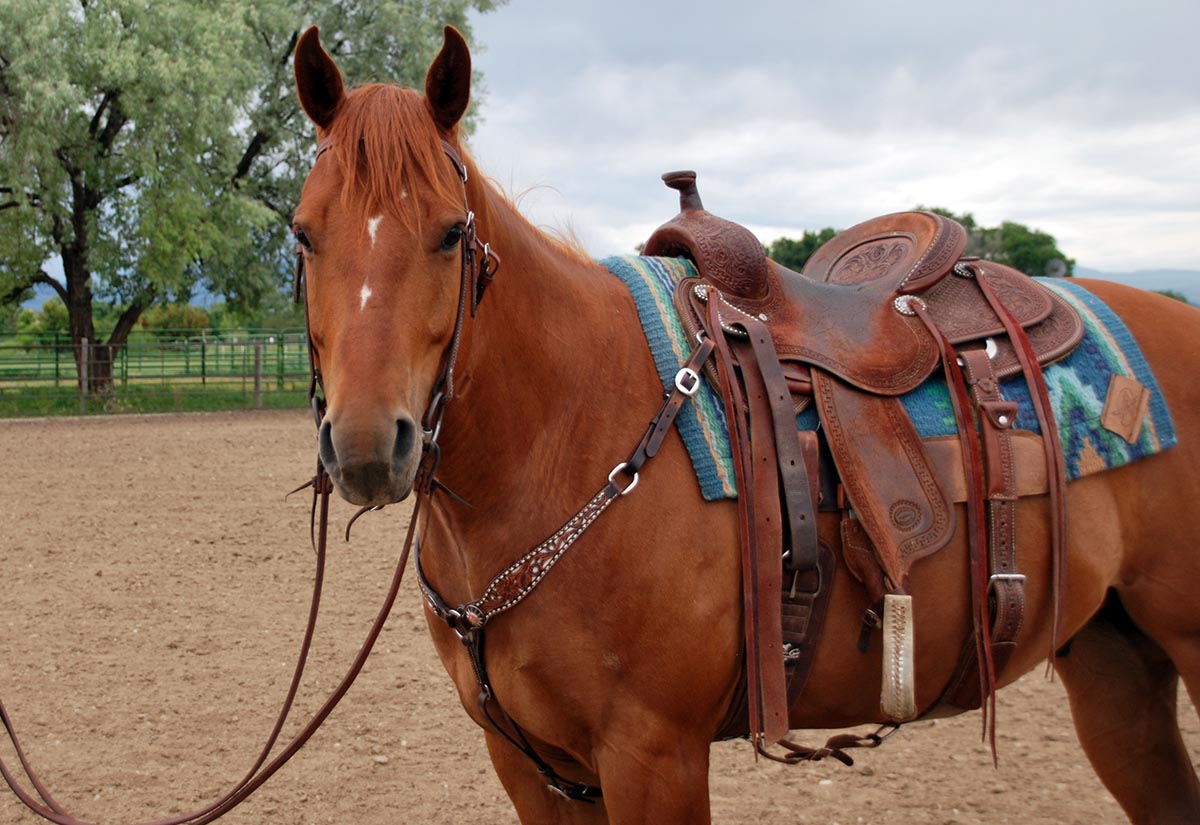 how to clean silver horse tack