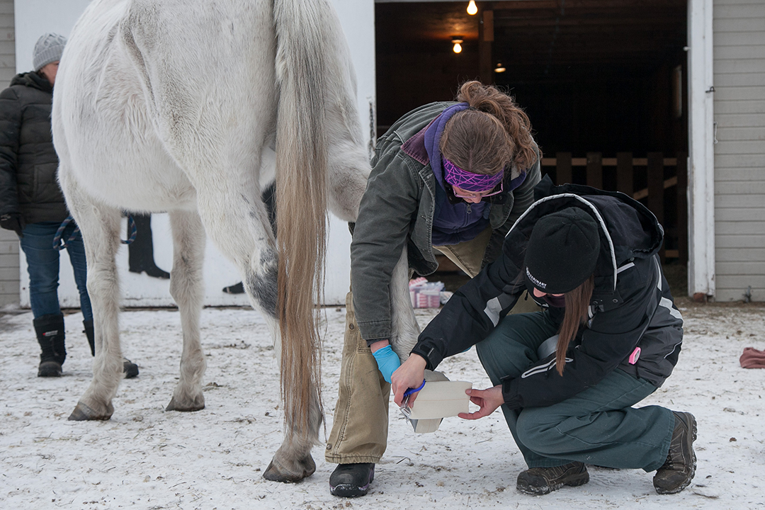 how long to wrap a hoof abscess