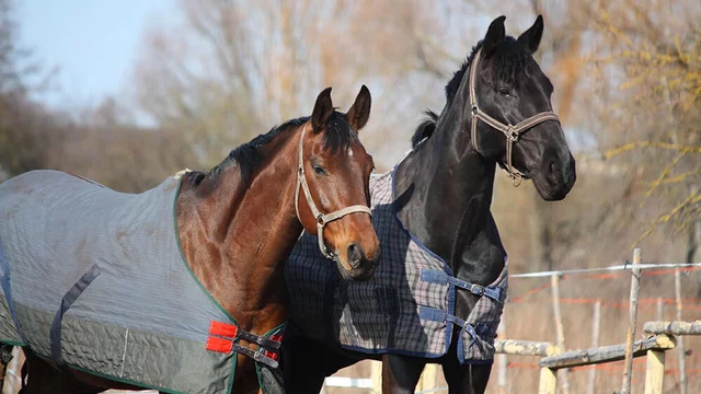 how to repair a waterproof horse blanket