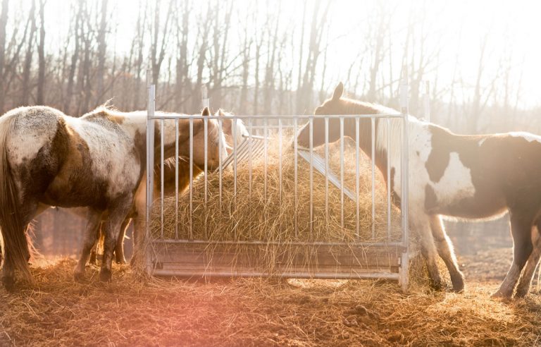 alfalfa hay for horses