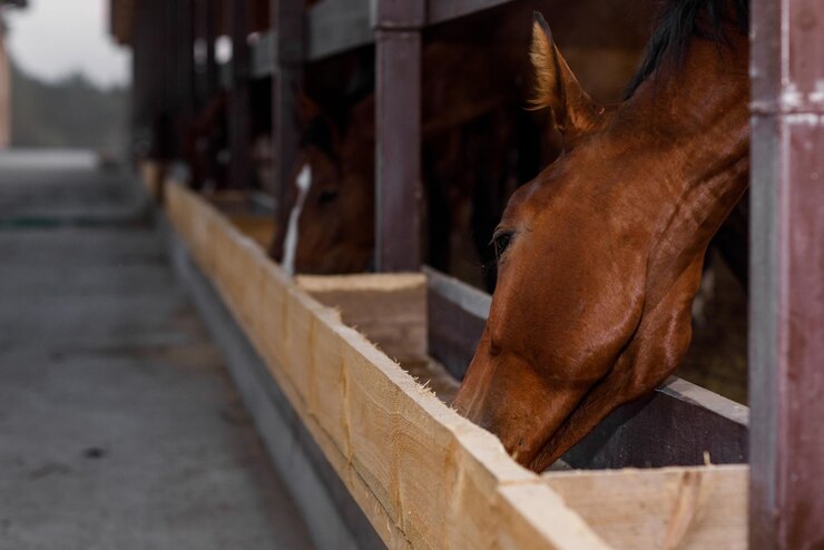 low sugar horse feed