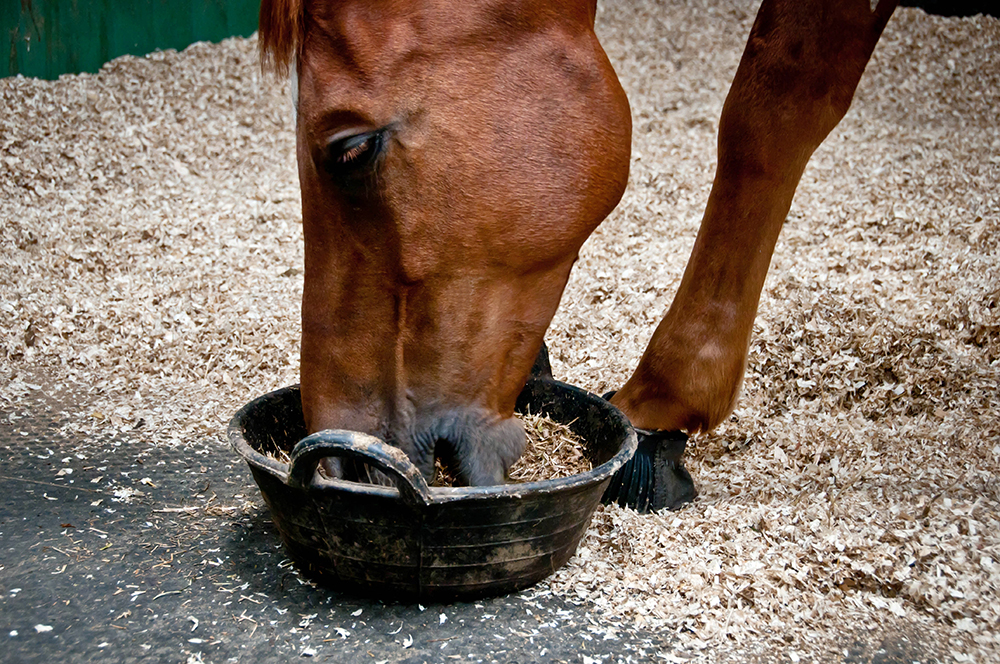 feeding broodmares schedule