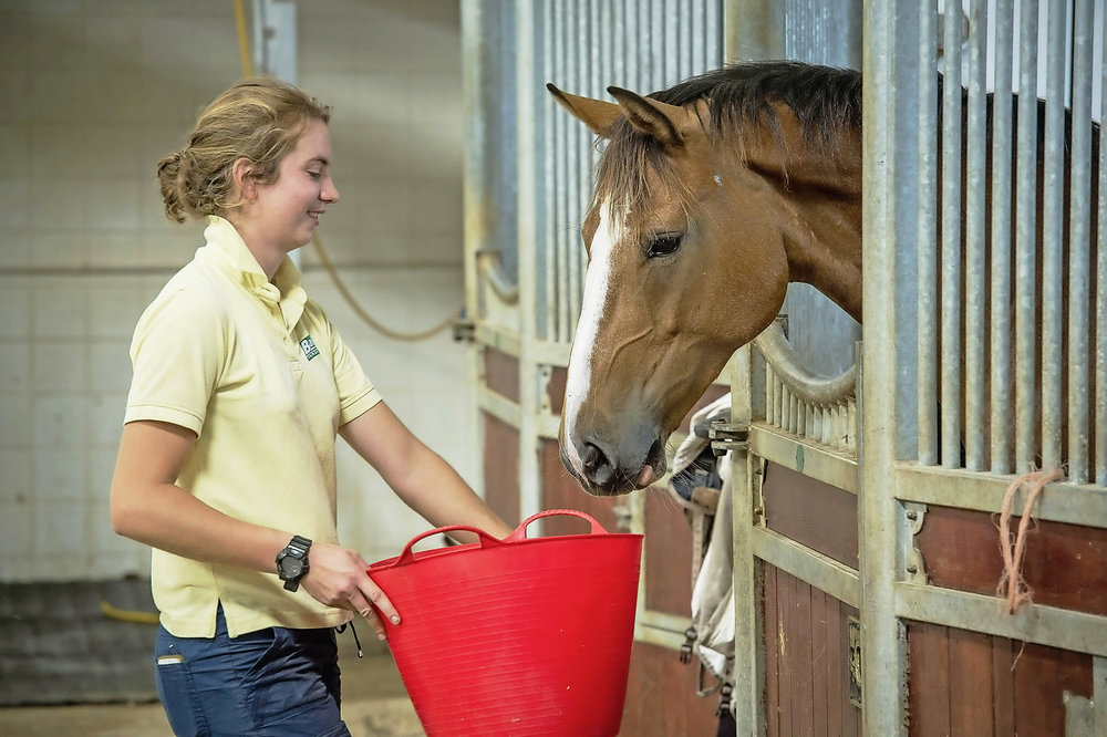feeding horses during travel