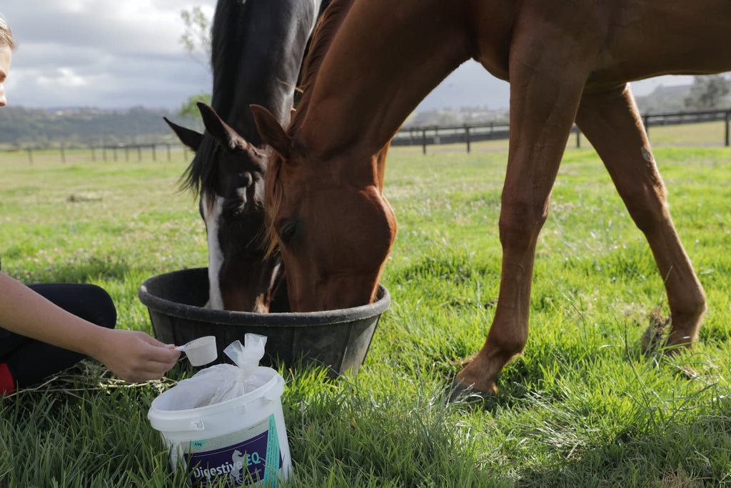 clover hay for horses