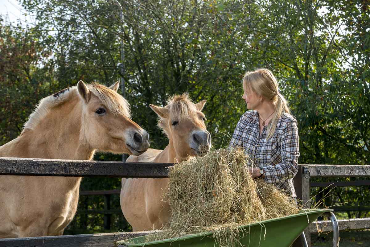 grain-free horse feed