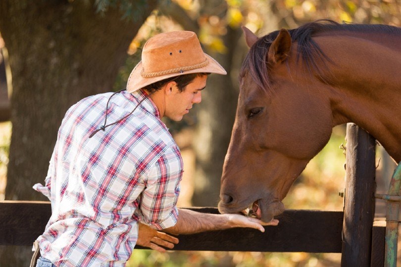 affordable horse feed