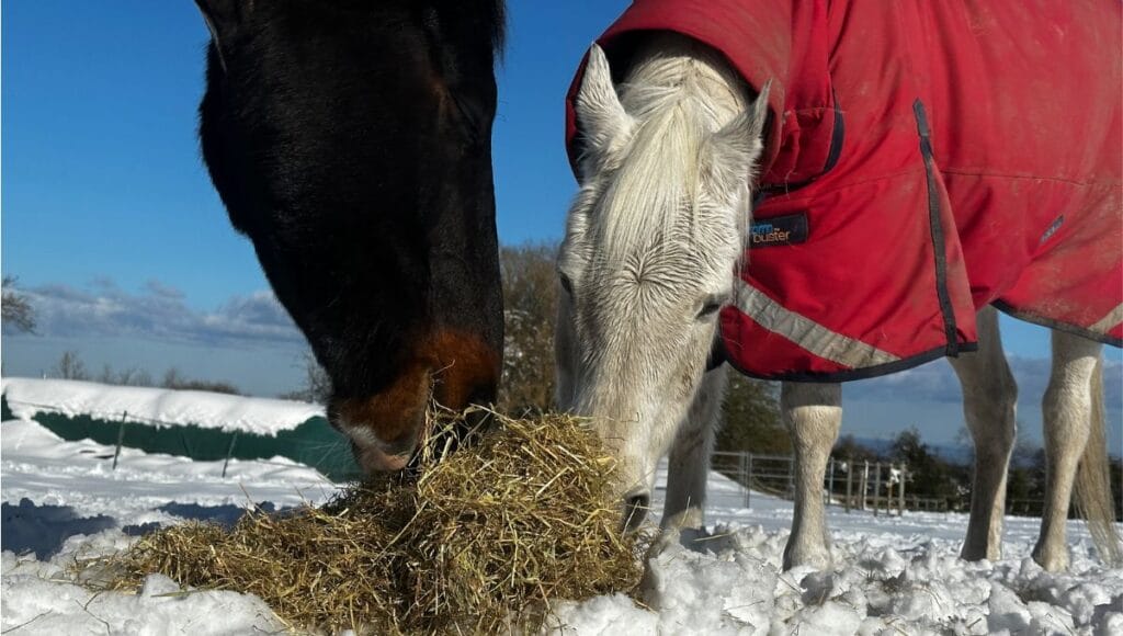 best horse feed