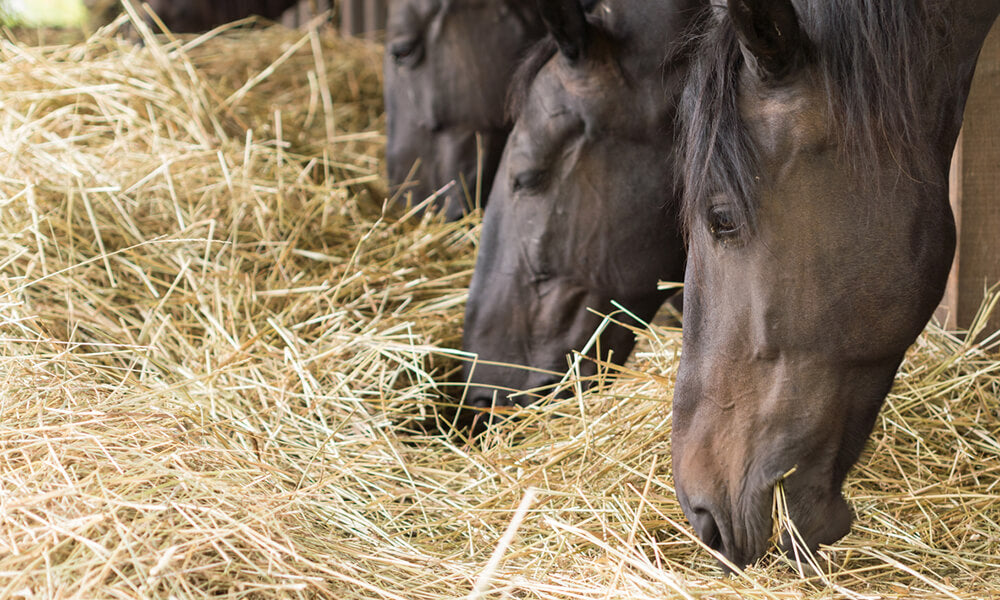 soaking hay for horses