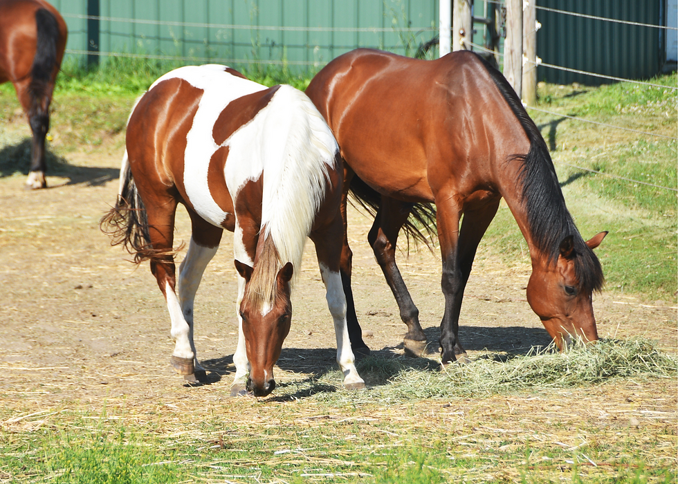best hay for horses