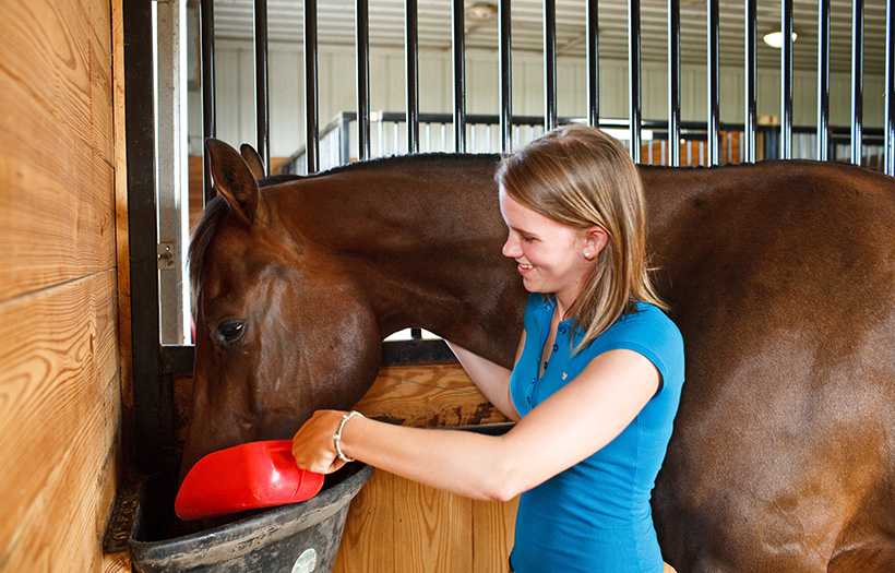 horse feed for senior horses