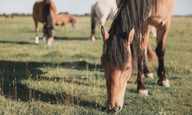 feeding horses before riding