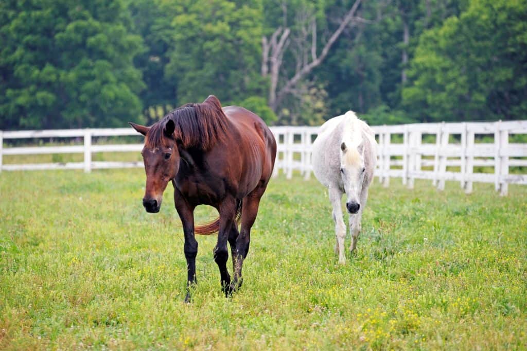 equine nutrient absorption