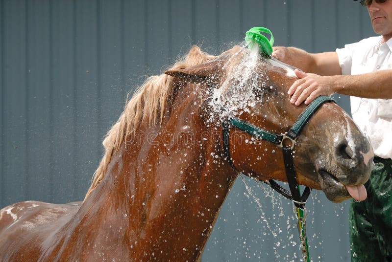 How to shampoo horses for first-time owners