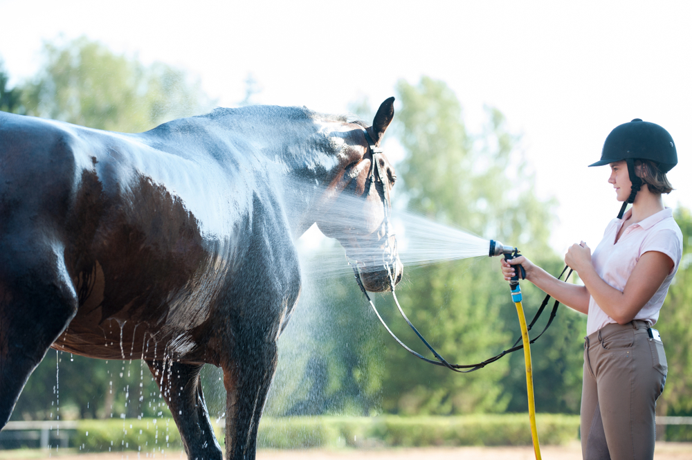 Why PH balance matters in horse shampoo