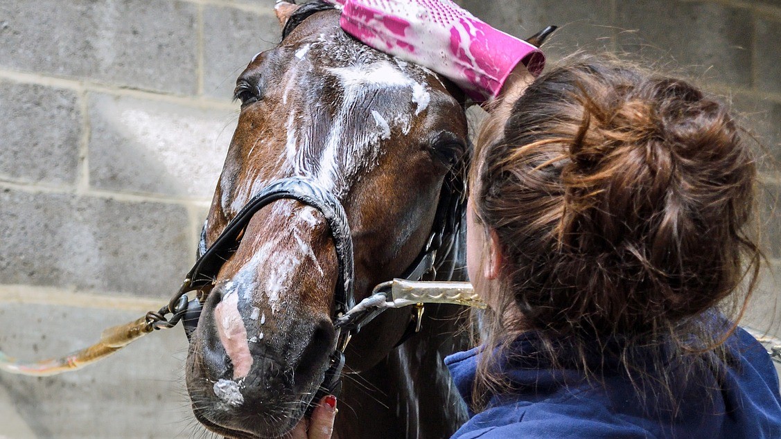 How to shampoo a horse's mane and tail