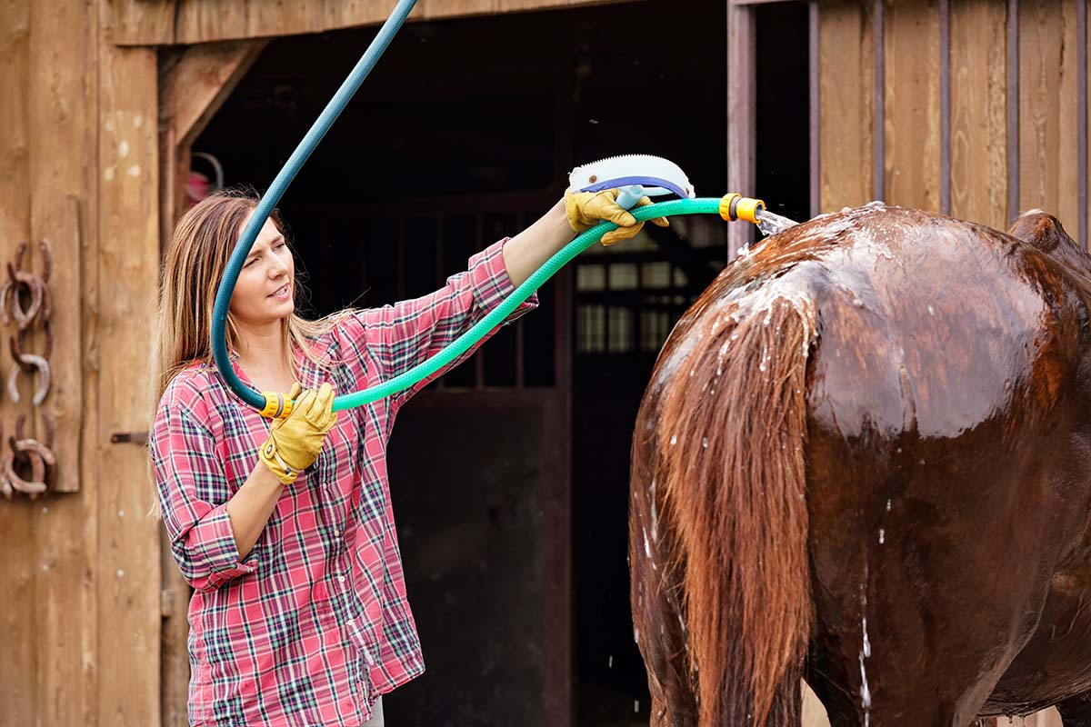 Shampooing tips for draft horses