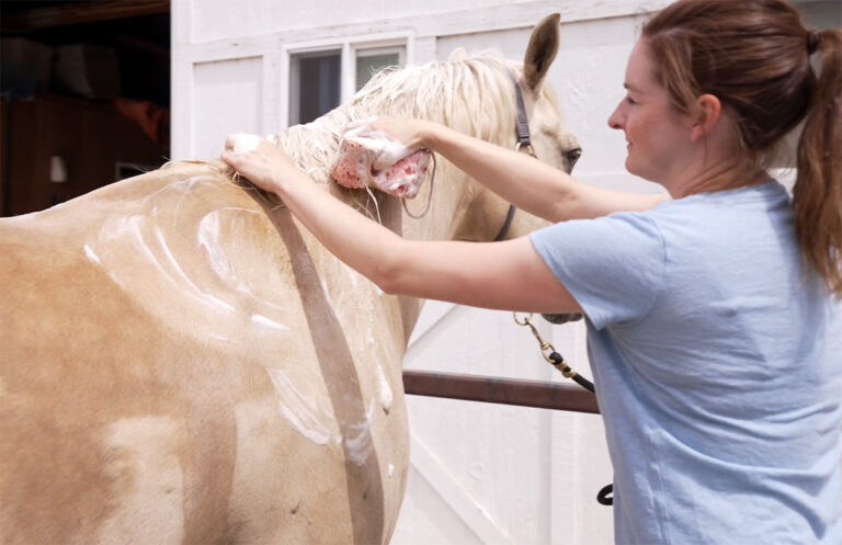 How to remove stains from horse coats