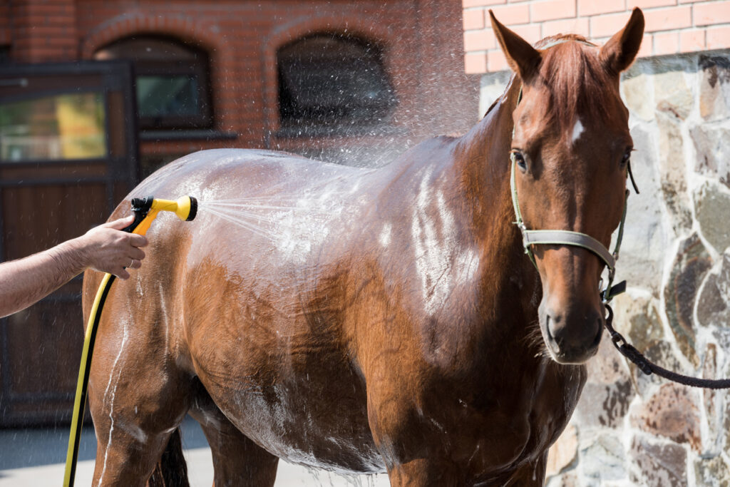 Horse & Care