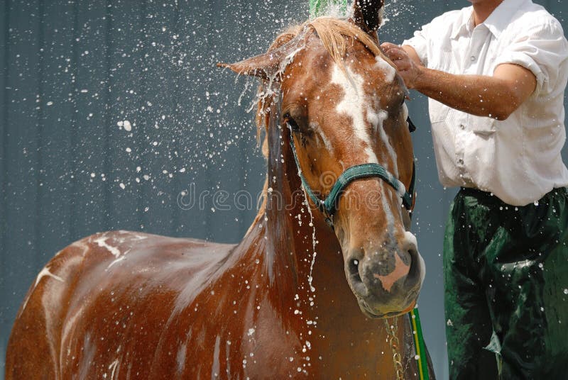 How to bathe a nervous horse