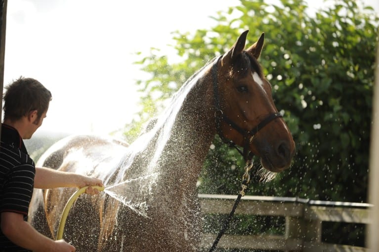 Shampoos for horses with allergies