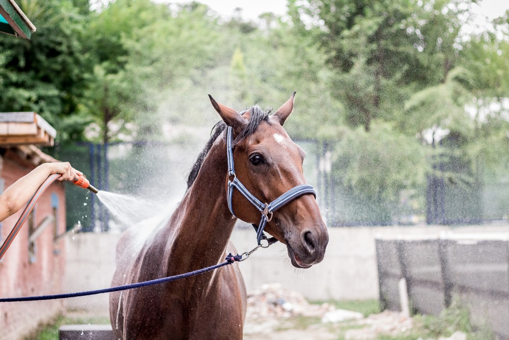 Premium horse shampoos for show horses
