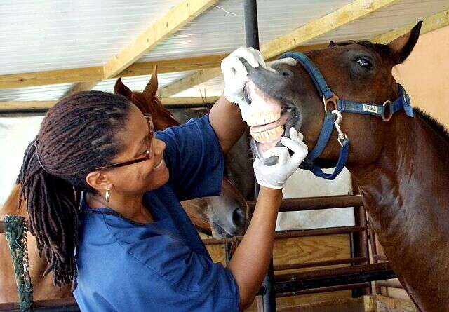 equine dental exam