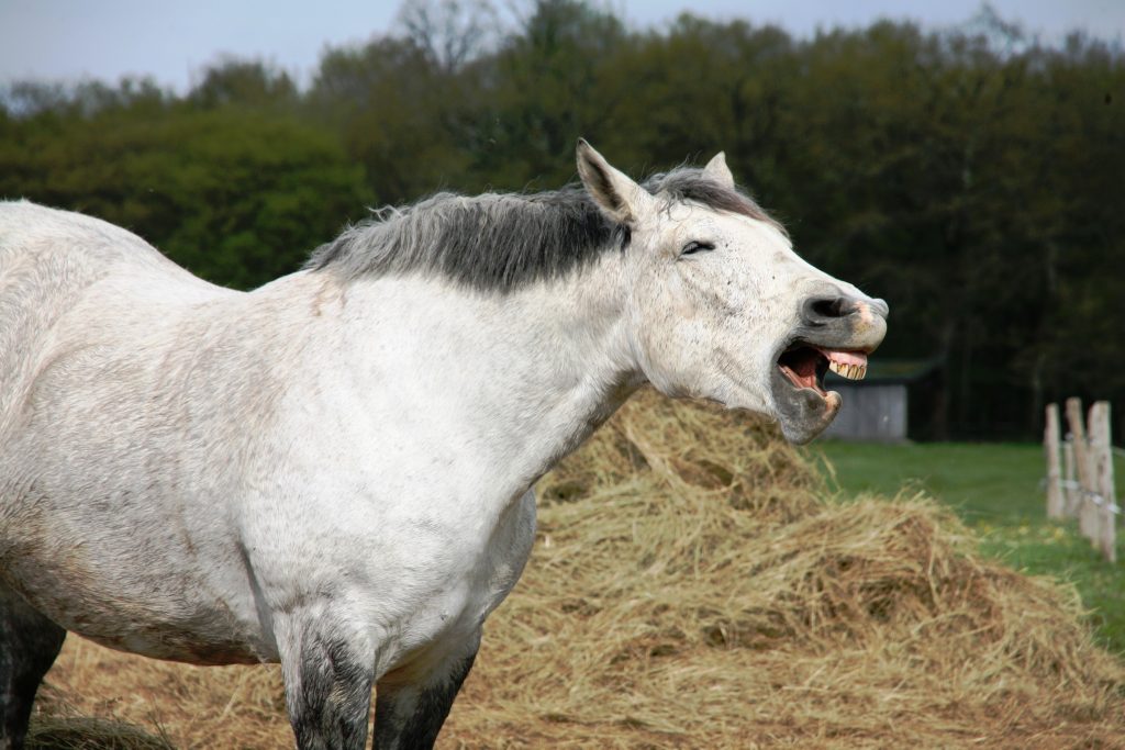 horse with sharp teeth