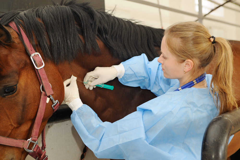 equine dental care