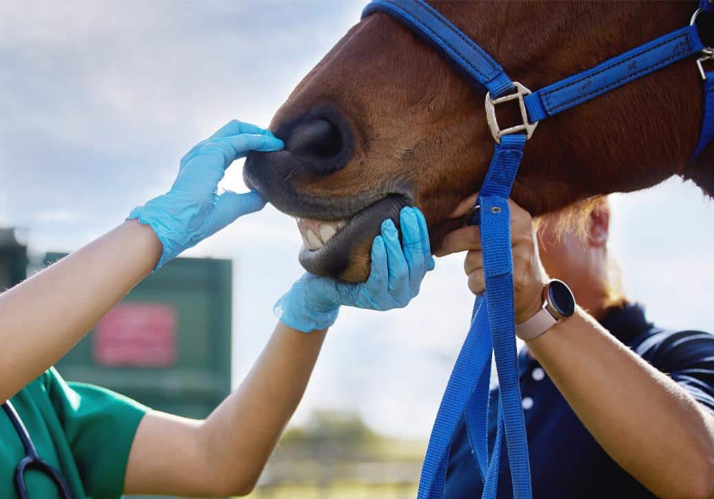 baby horse teeth