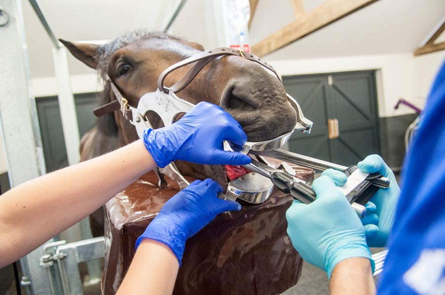 equine dental care