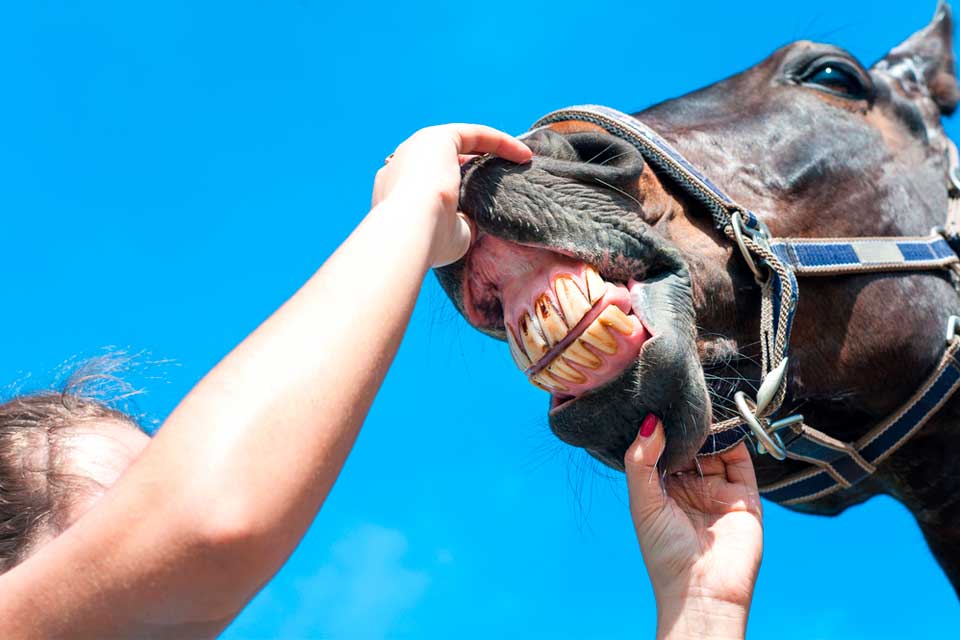 horse eating slowly