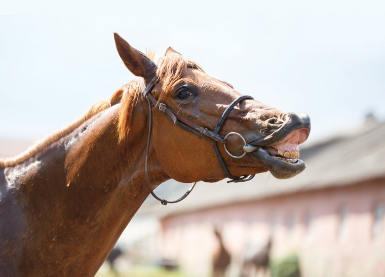 horse with mouth odor