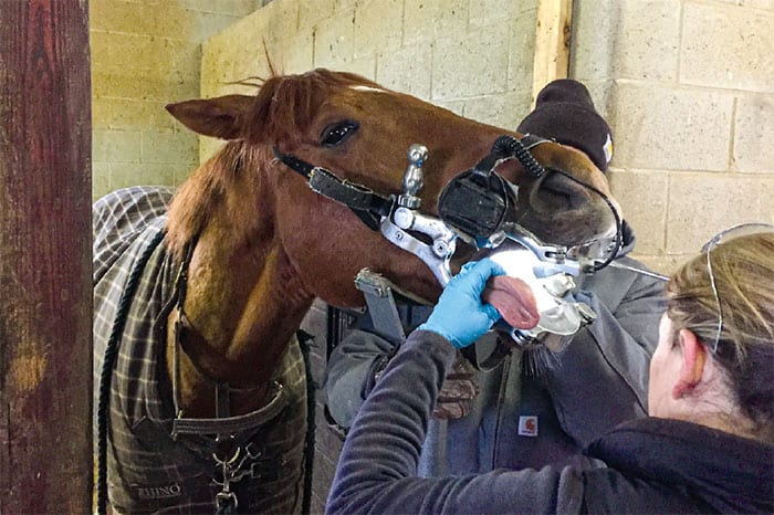 horse mouth exam checklist