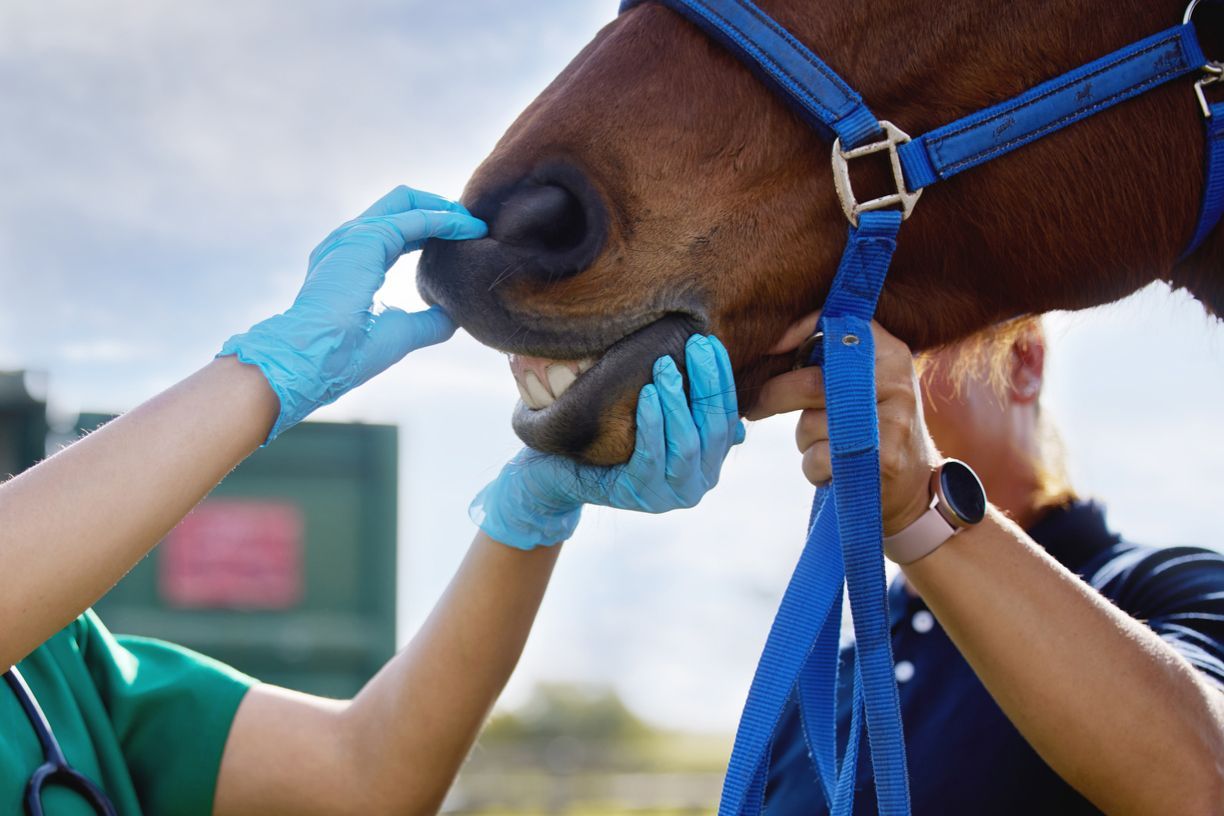 horse tooth abscess