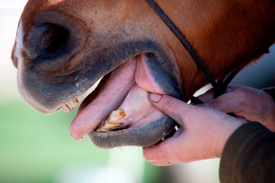 horse dropping food