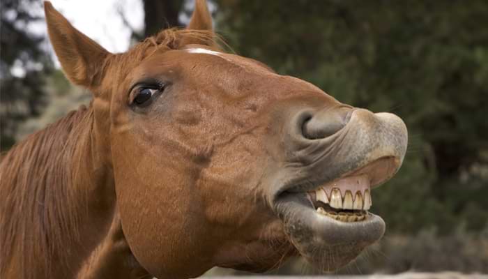 horse dental hygiene