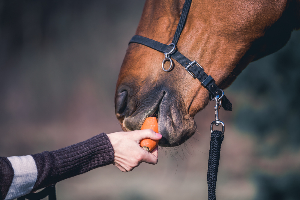 horse dropping food