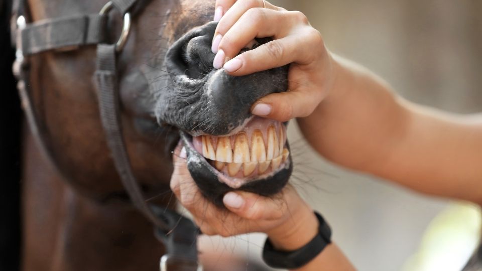horse sedatives for teeth work