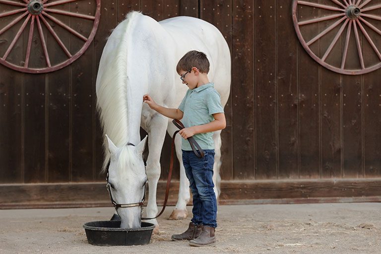senior horse in cold climates