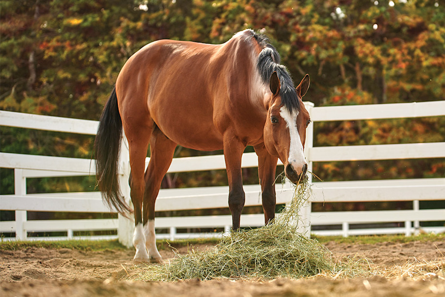 low sugar diet for senior horses